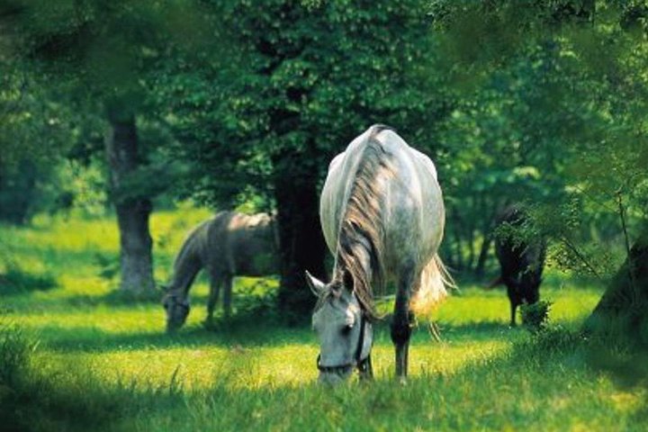 Lipica Stud Farm and Skocjan Caves Half Day Trip from Ljubljana